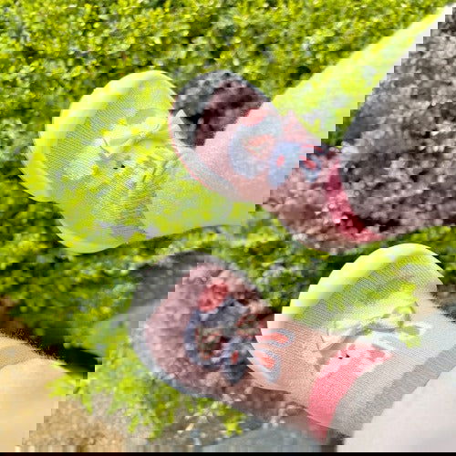 韓國襪子學步鞋 baby socks shoe | 24 新款兔兔學步鞋 - FLO | FLOWERKKOCH 